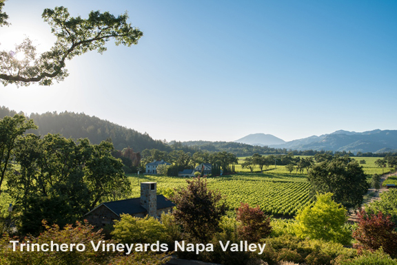 Trinchero Vineyards in Napa Valley